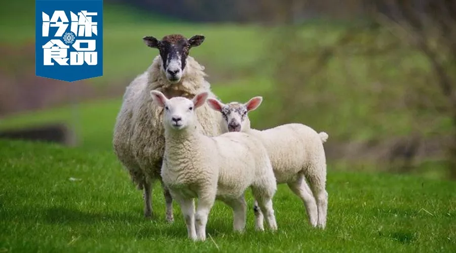 大咖年終講 | 蒙羊總裁曹旭升，肉羊產業升級，未來將有多寡頭出現！