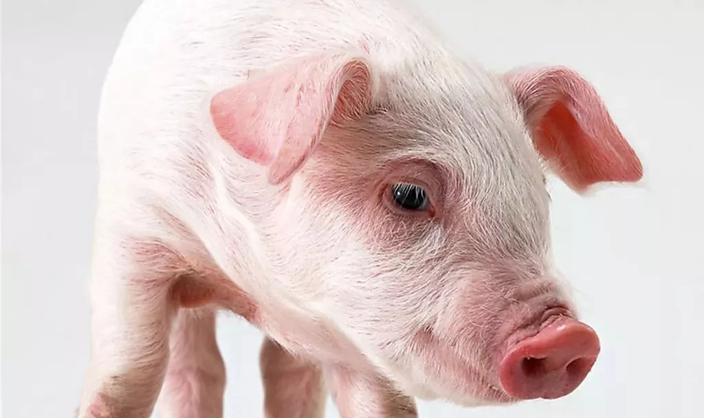 中央即將啟動大規模凍豬肉收儲！