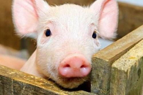 新疆非洲豬瘟疫區解除封鎖，寧夏發生非洲豬瘟疫情