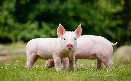 1559197103742515.png K)@%RK4C1WBHJPCH6NN17BA.png