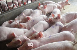 飛上天的“二師兄”！新希望、溫氏、牧原等9月生豬銷量大比拼