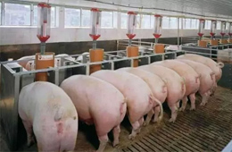 2020年養豬能賺多少錢？業內預計比2019年再多50%