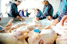 關(guān)注丨活禽交易，放開還是禁止？問題難在哪里？