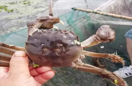 大閘蟹過完中秋不“香”了？價格一路下跌甚至“腰斬”！