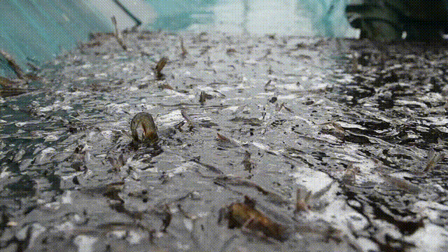 1611109389155332.gif 1611109389155332.gif