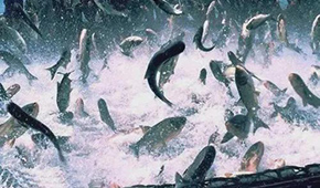 飼料漲，肉價漲，設備價也漲，新一輪漲價潮要來了？