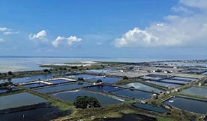 全國60%的蝦滑產(chǎn)自這里，“北海蝦滑”為何能成功出圈？