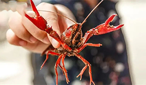 總產值超4221億！中國小龍蝦產業發展報告（2022）發布