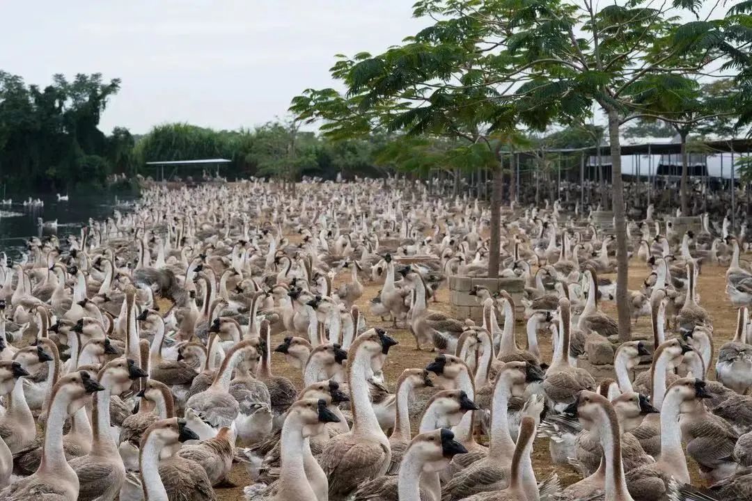 1656556823267241.jpg 1656556823267241.jpg