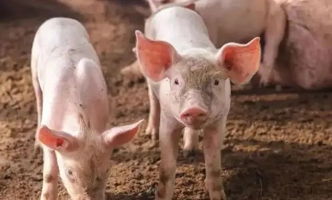 1663809774471352.jpg 1663809774471352.jpg