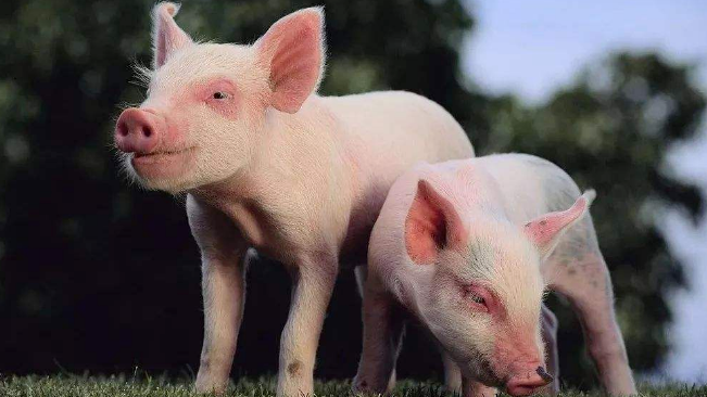 豬價進入過度上漲一級預警區間；第六批國儲肉即將投放