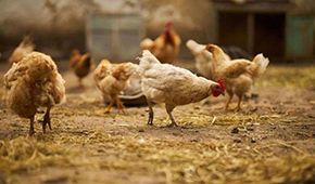  圣農(nóng)、溫氏、益生：誰能成為“雞中茅臺(tái)”？