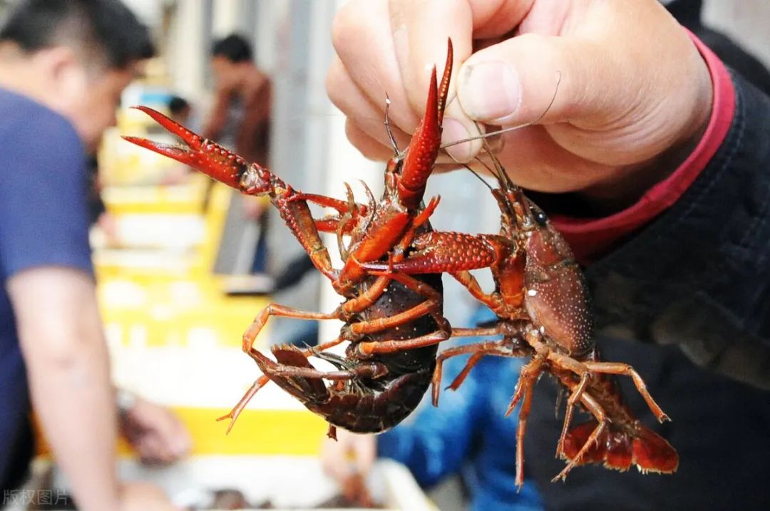 1685498391386357.jpg 1685498391386357.jpg