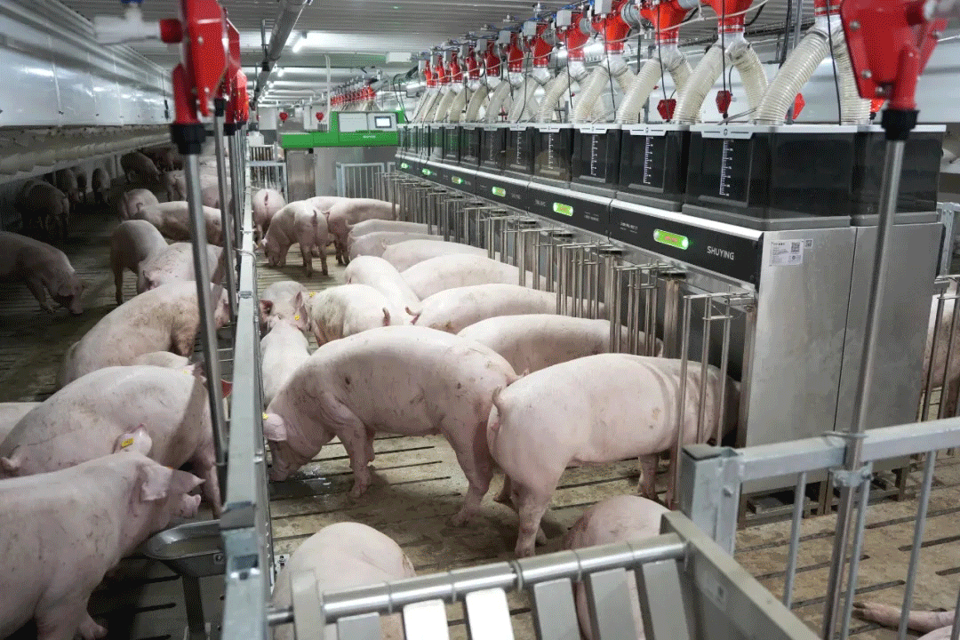 1731898352413991.gif 1731898352413991.gif