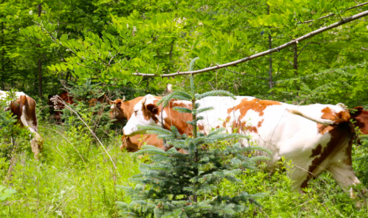 中國對進口牛肉實施三年保障措施，將會影響哪些行業？