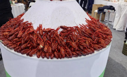 此龍蝦大熱，彼龍蝦還能不能翻紅？